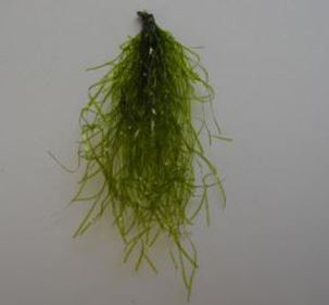 BWC Weed Fly Bright Olive #8 hook